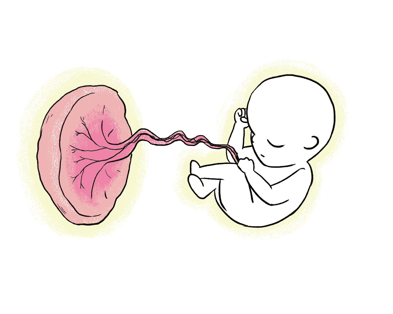 What is a placenta? The unsung hero of pregnancy